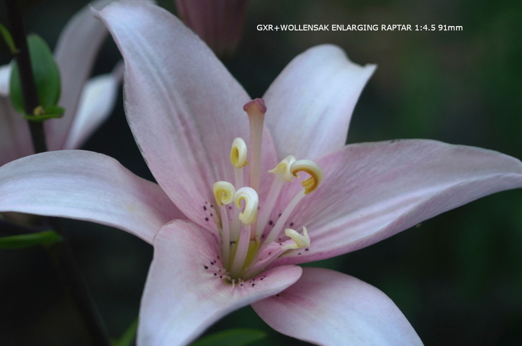 植物園の花118