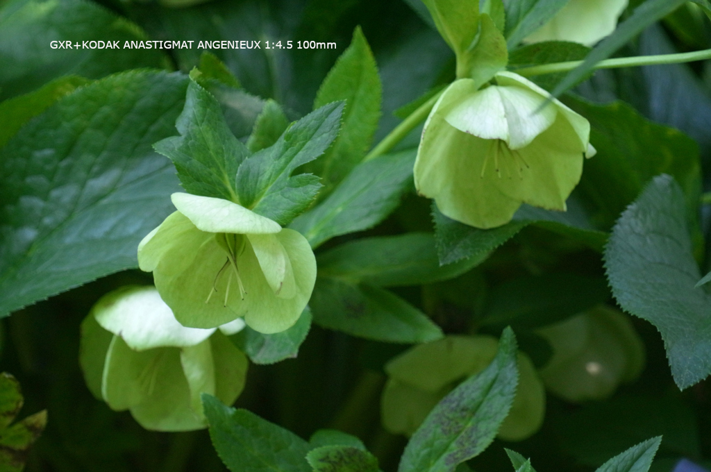 植物園の花082