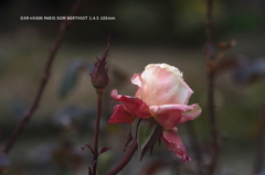植物園の花047