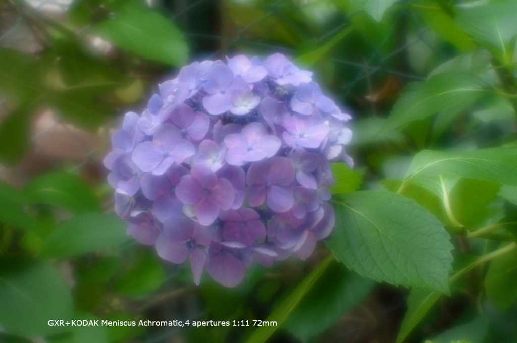 近くの公園の花037