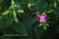 家の花008