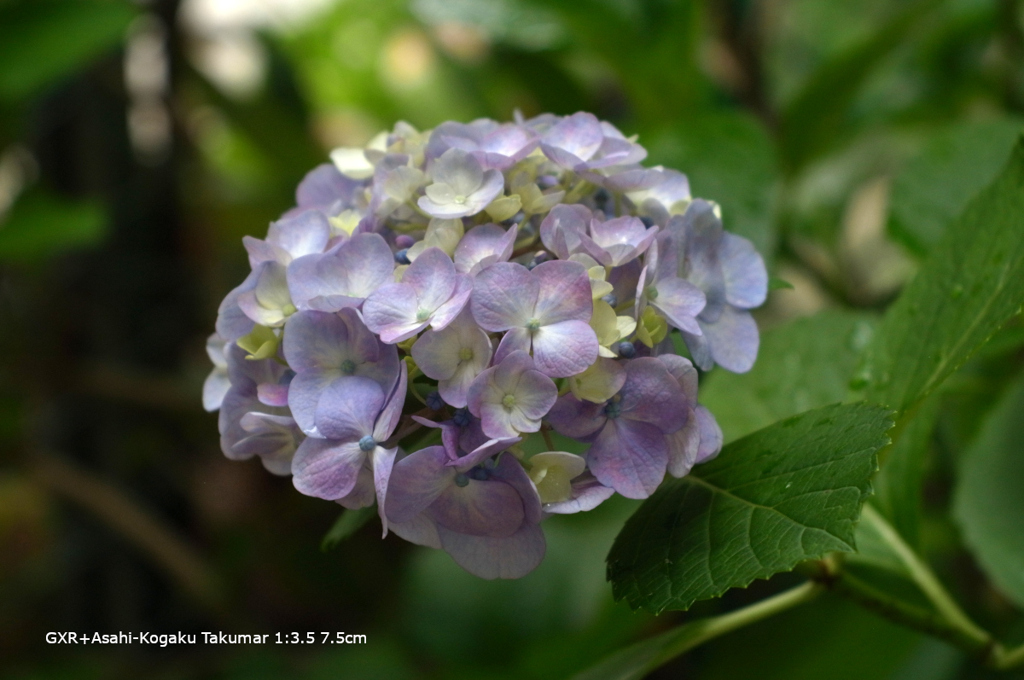 近くの公園の花035