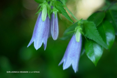 植物園の花098