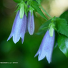 植物園の花098