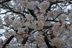 近くの公園の花015