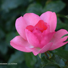 植物園の花103