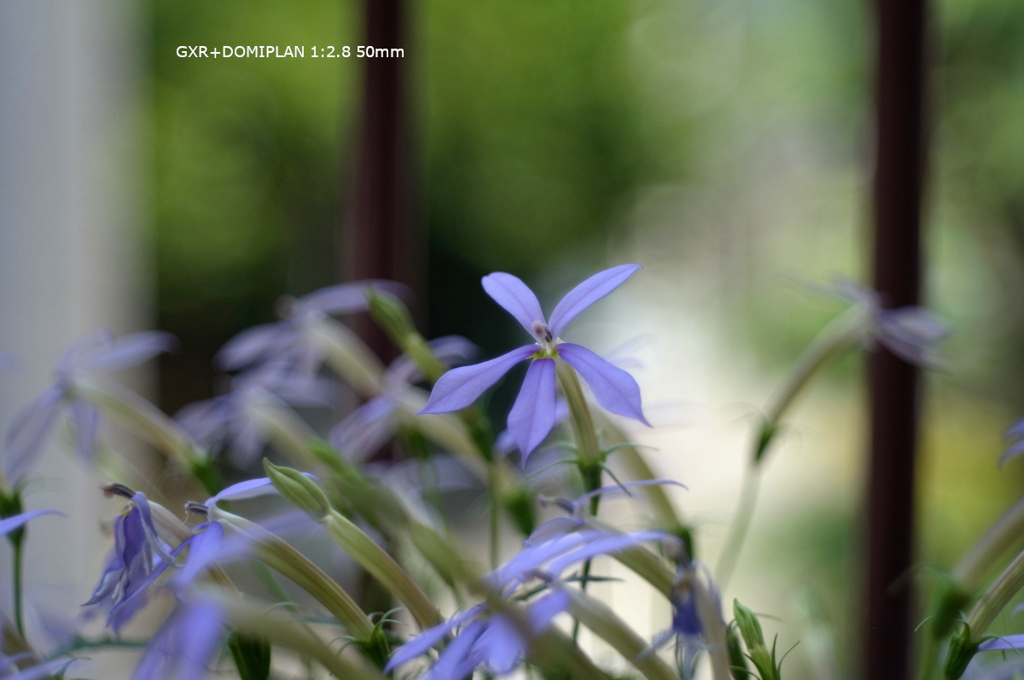 家の花094