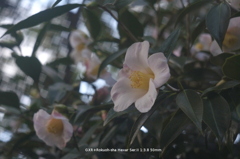 植物園の花026