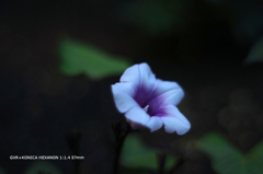 植物園の花108