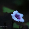 植物園の花108