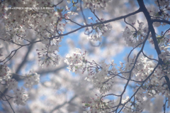 近くの公園の花020