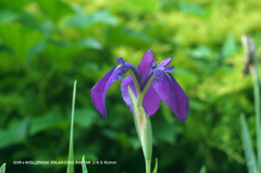 植物園の花124