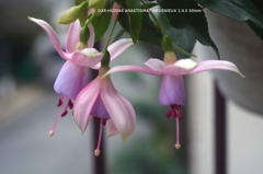 家の花016