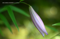 植物園の花101