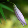 植物園の花101