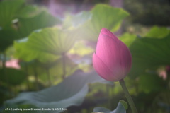 蓮の花2 蓮の花2