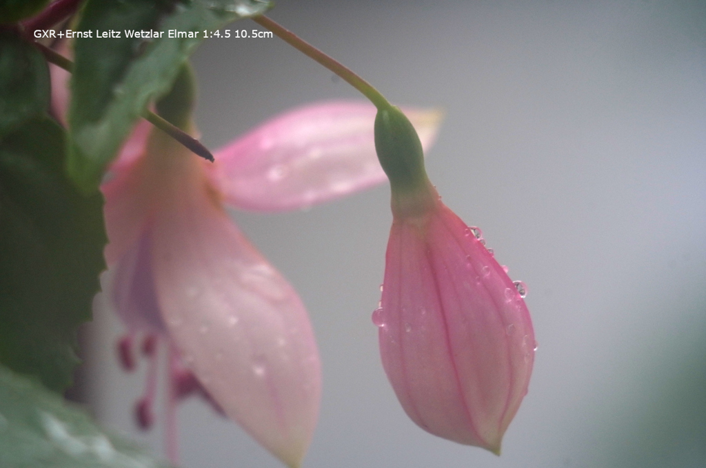 家の花029