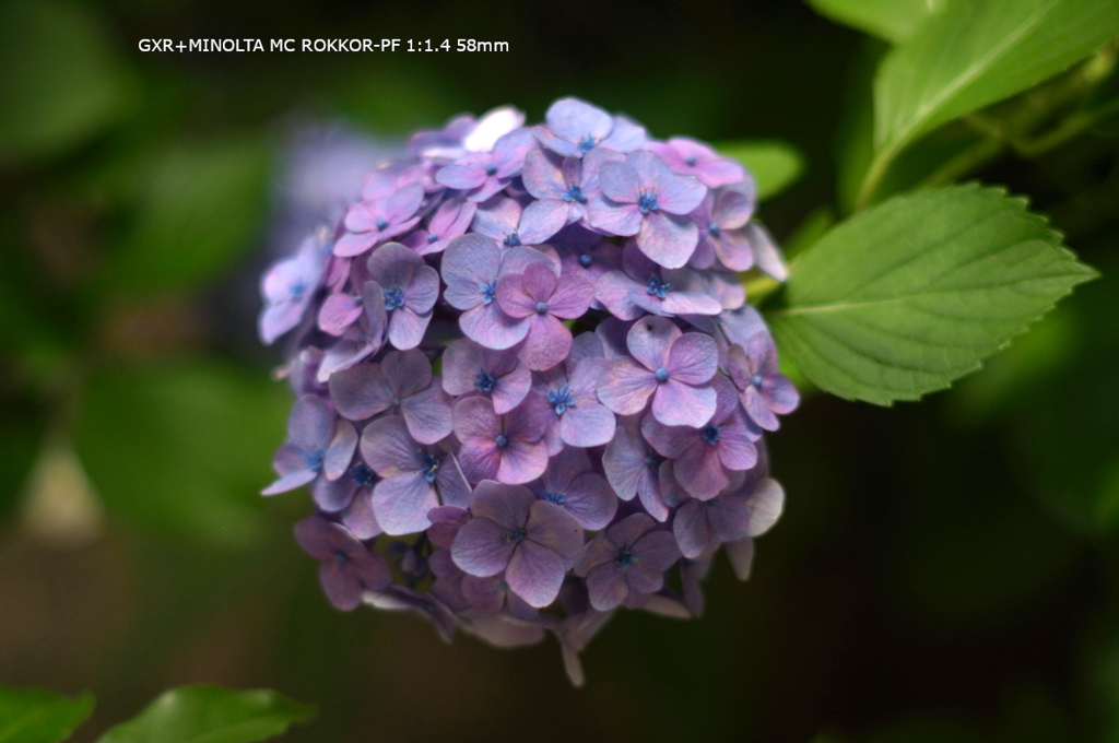 近くの公園の花039