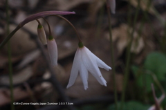 植物園の花004