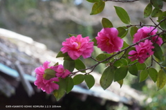 植物園の花053