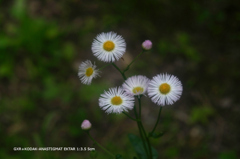 植物園の花088