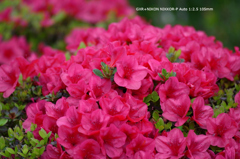 植物園の花072