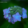 植物園の花110