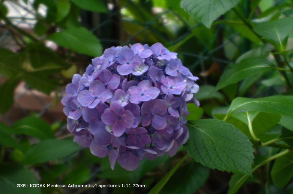 近くの公園の花036