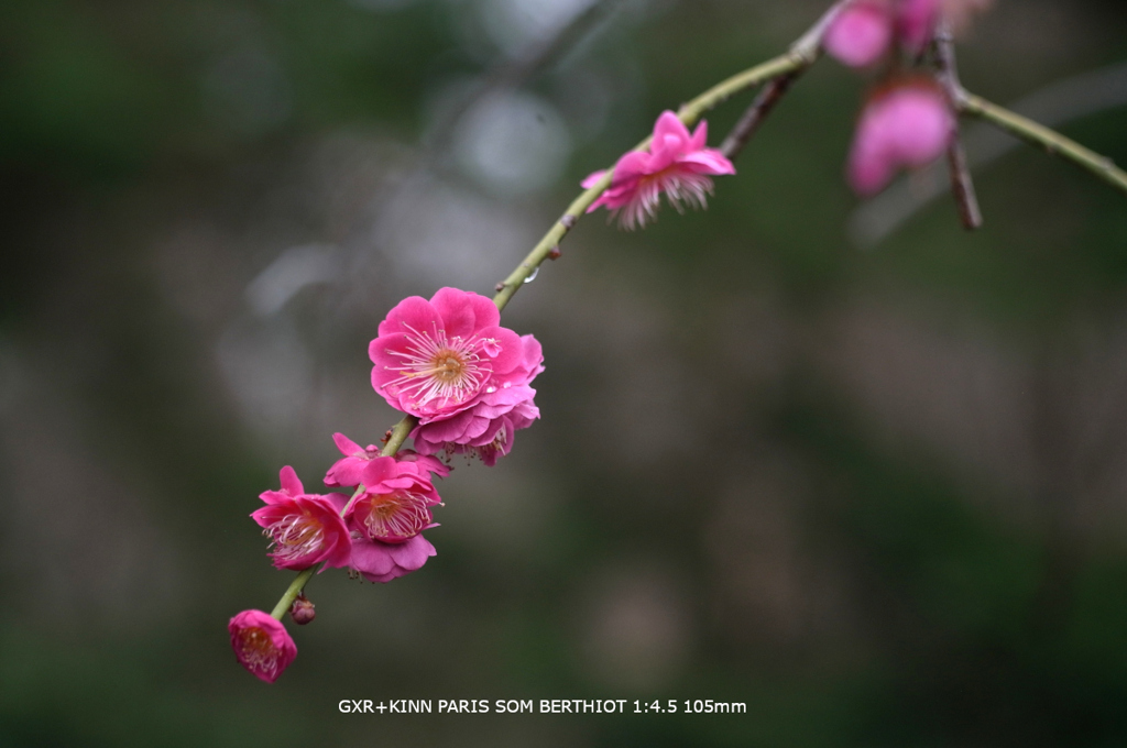 植物園の花065