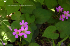 植物園の花097