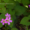 植物園の花097
