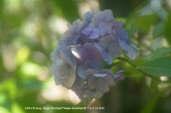 近くの公園の花040