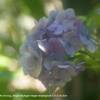 近くの公園の花040