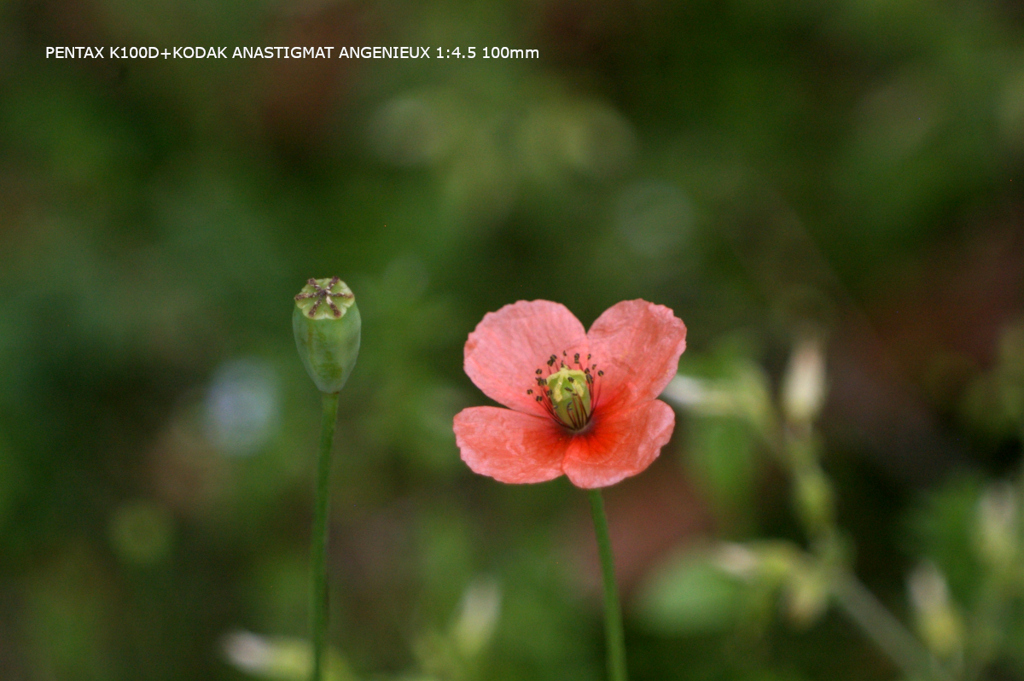 近くの公園の花027