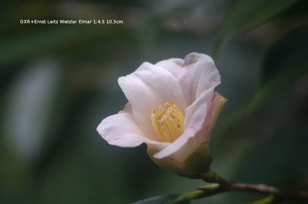 植物園の花037
