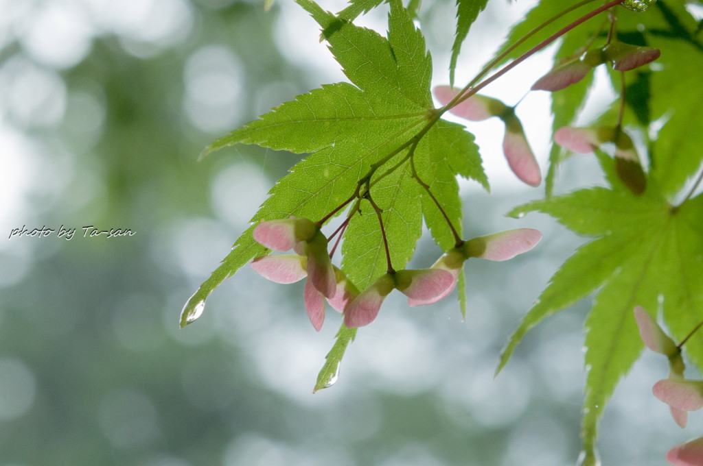 雨の後