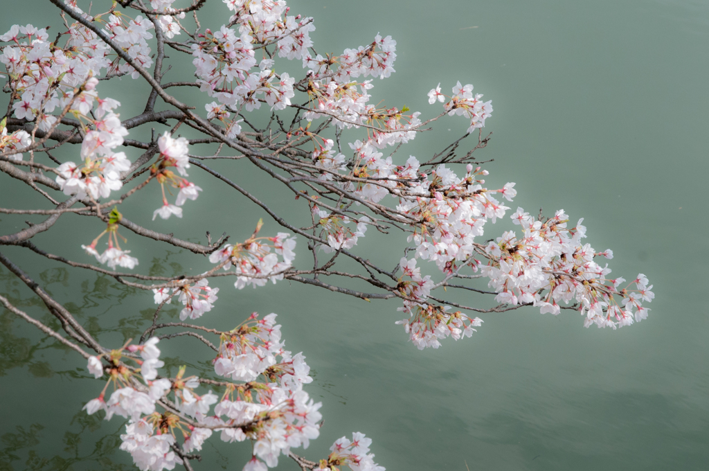 桜の詩