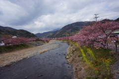 河津桜