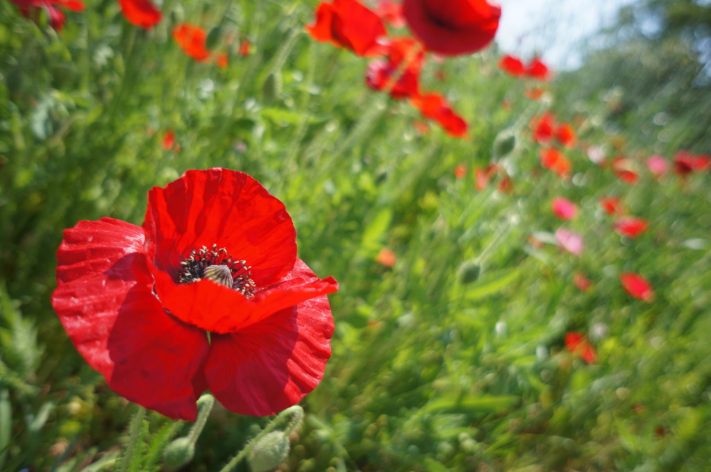 シャーレーポピー