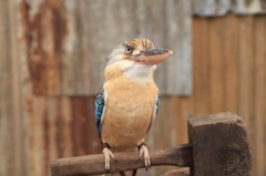 Kookaburra