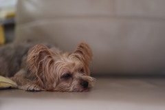 怠惰な犬
