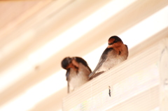 Robin Red-Breast
