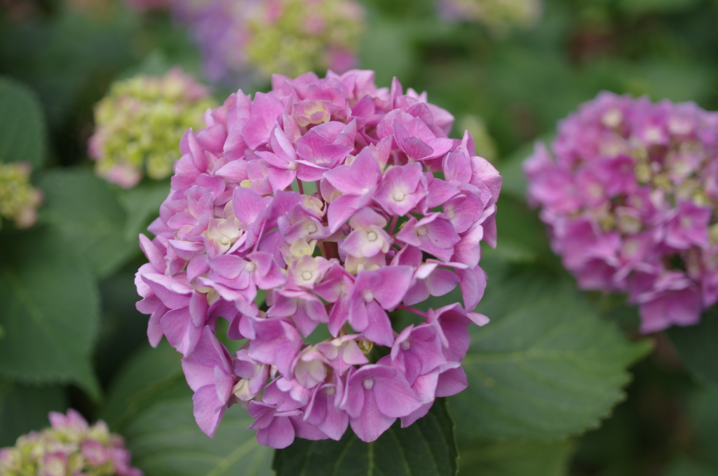 紫陽花3