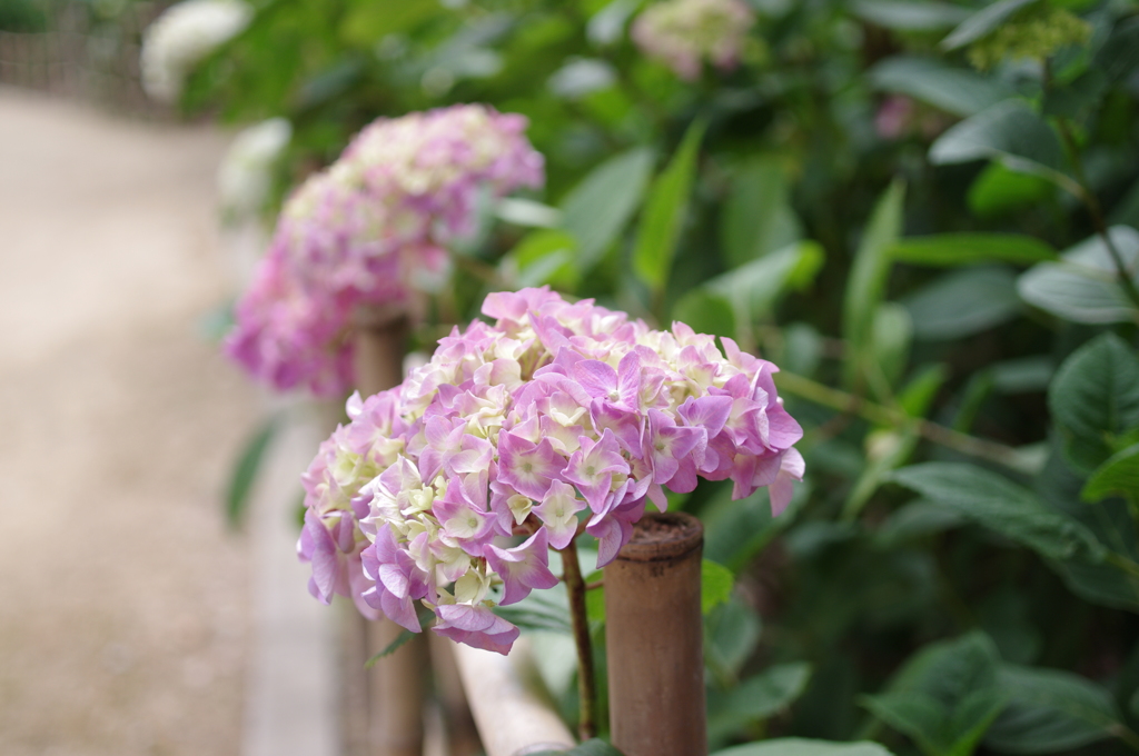 紫陽花2