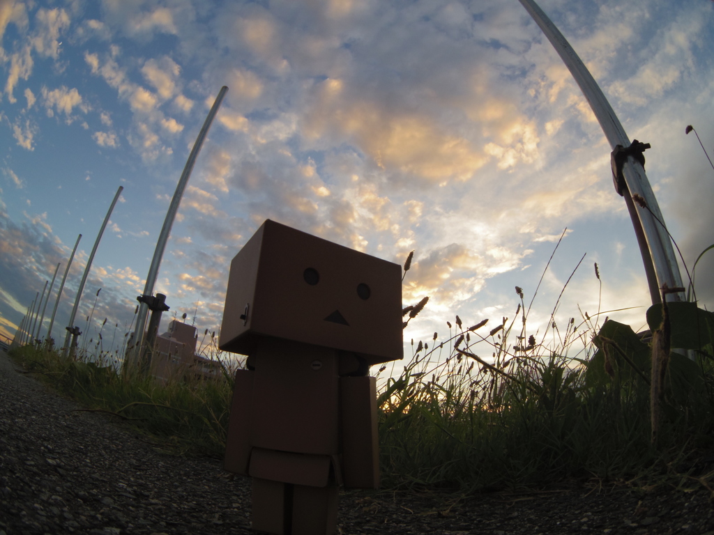 ダンボーと夕暮れ