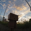 ダンボーと夕暮れ
