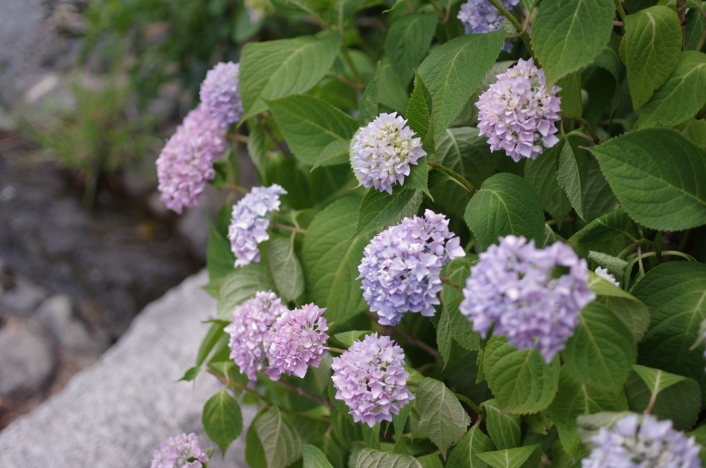 紫陽花1