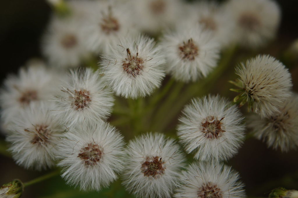 野の花火