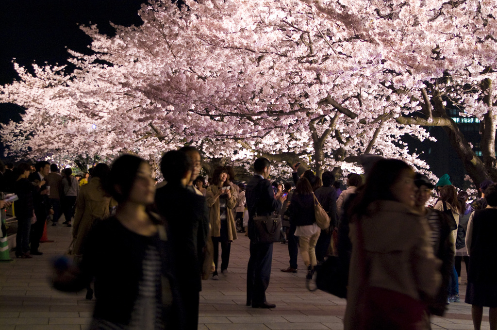 夜桜