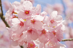 桜